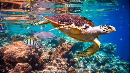 Caretta Caretta Suyun Altında Duvar Kağıdı