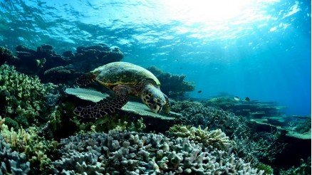 Caretta Caretta Suyun Altında Duvar Kağıdı