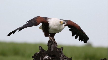 Kalkıştaki Kartal Duvar Kağıdı