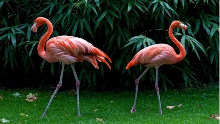 Flamingo Duvar Kağıdı