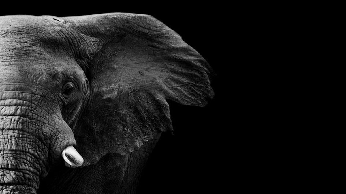 Репродукция Hoff слон